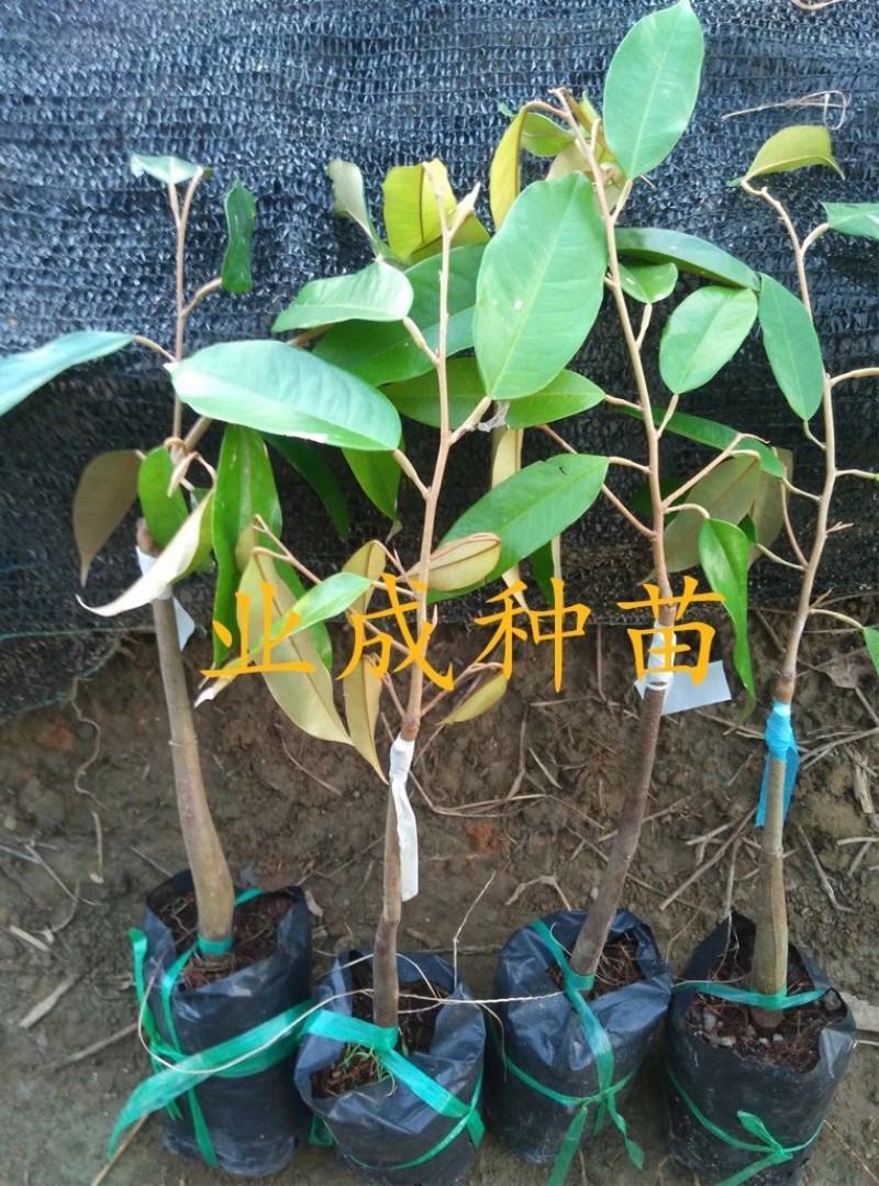 泰国金枕榴莲苗嫁接苗热带水果