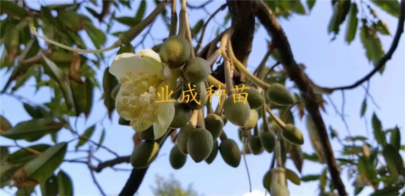 泰国金枕榴莲苗嫁接苗热带水果