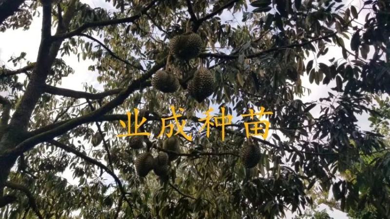 泰国金枕榴莲苗嫁接苗热带水果