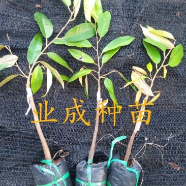 泰国金枕榴莲苗嫁接苗热带水果