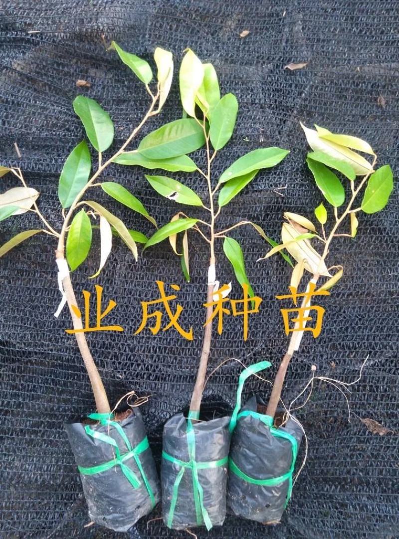 泰国金枕榴莲苗嫁接苗热带水果
