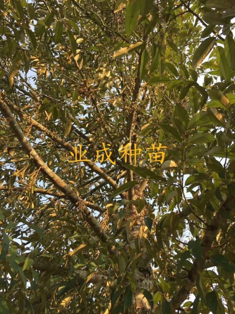 泰国金枕榴莲苗嫁接苗热带水果