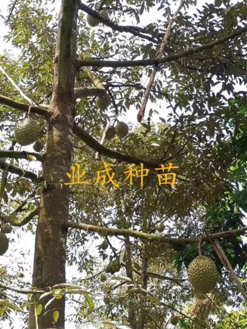 泰国金枕榴莲苗嫁接苗热带水果