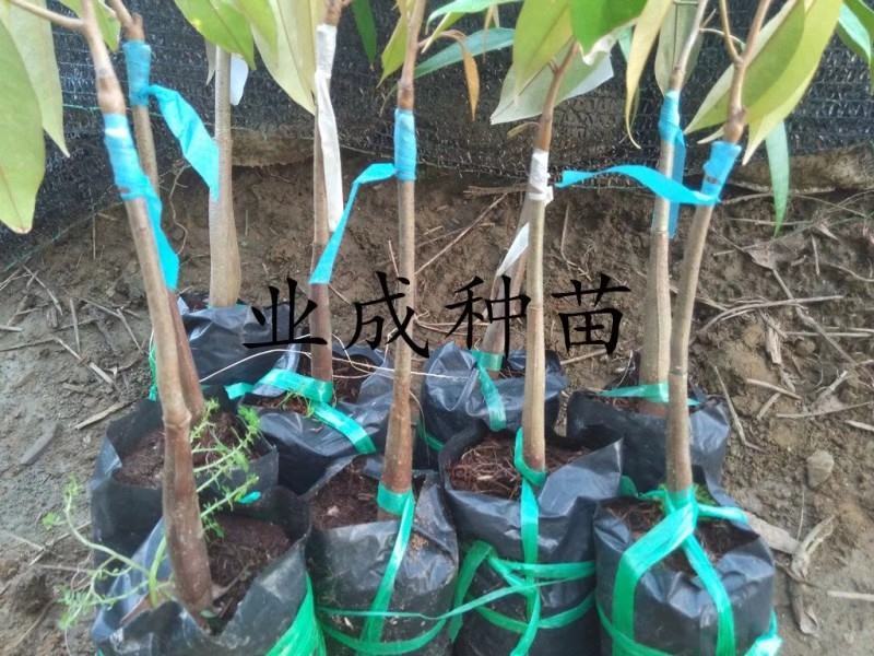 泰国金枕榴莲苗嫁接苗热带水果