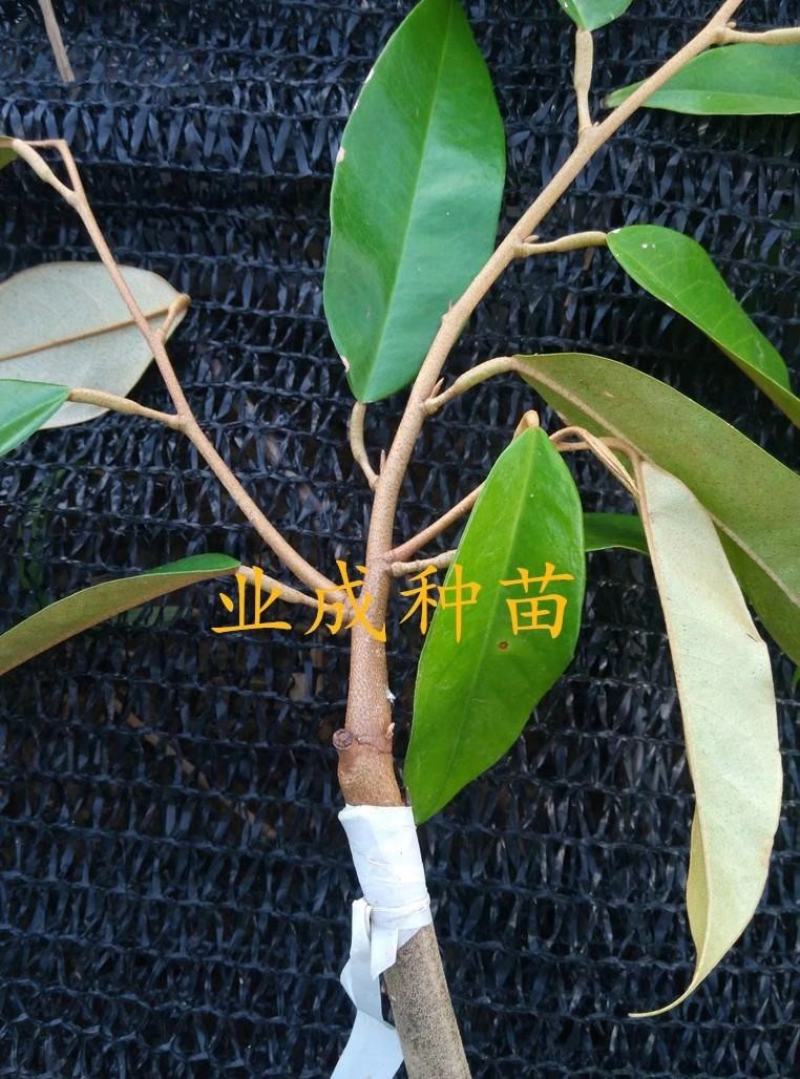 泰国金枕榴莲苗嫁接苗热带水果