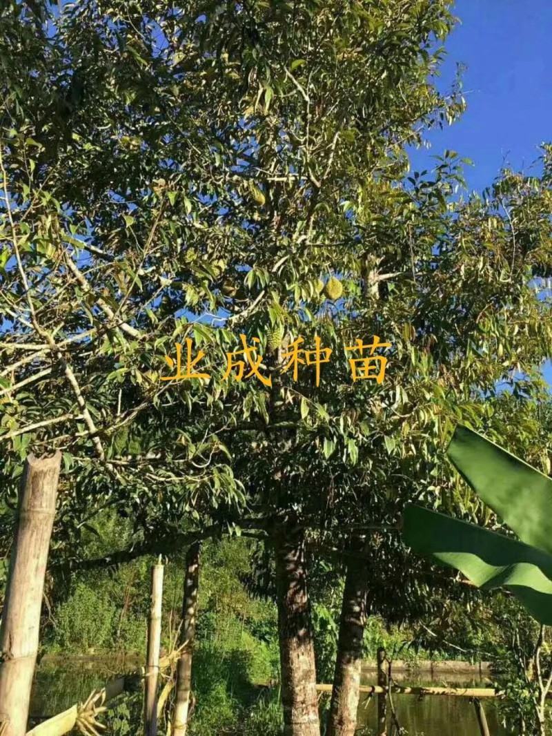 泰国金枕榴莲苗嫁接苗热带水果