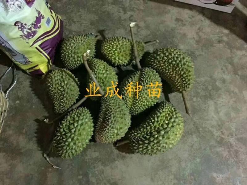 泰国金枕榴莲苗嫁接苗热带水果