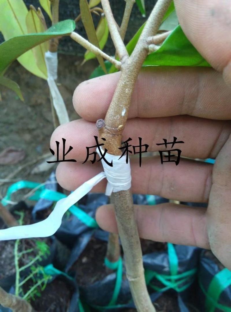 泰国金枕榴莲苗嫁接苗热带水果