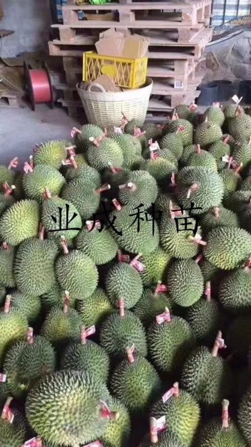 泰国金枕榴莲苗嫁接苗热带水果