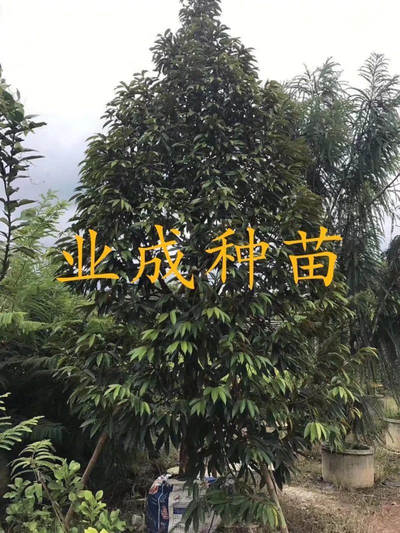泰国金枕榴莲苗嫁接苗热带水果