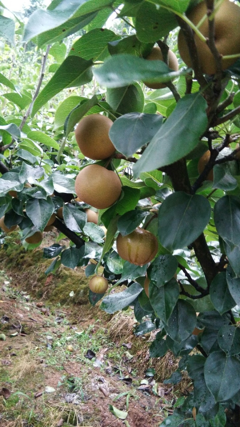 金秋梨，高山黄土种植，种植基地直销