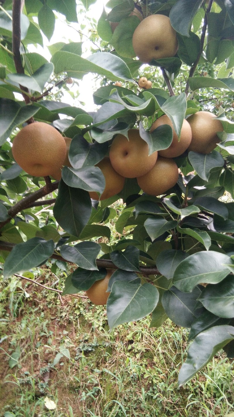 金秋梨，高山黄土种植，种植基地直销