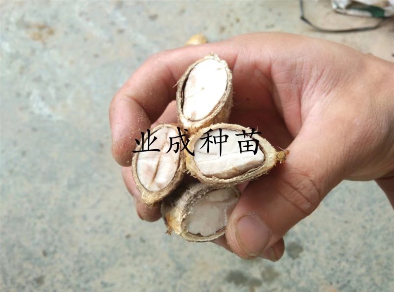土芒果种子1000粒起定