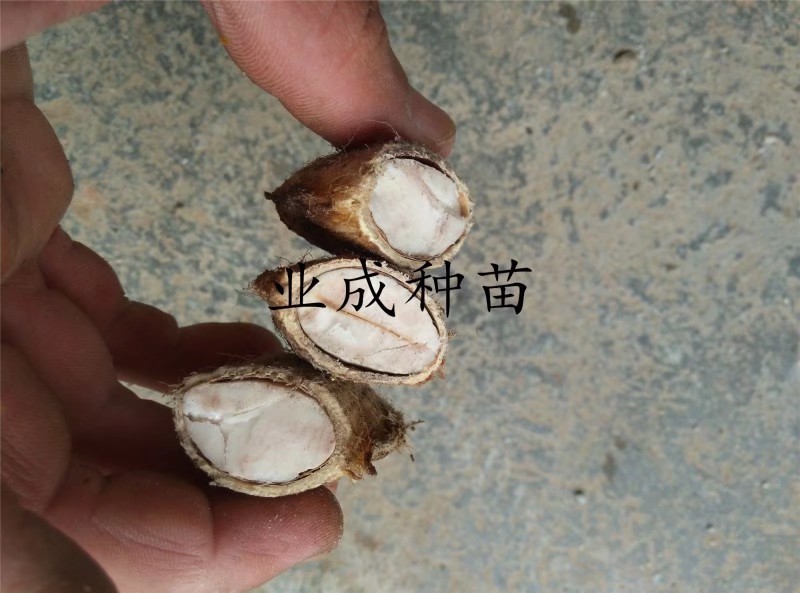 土芒果种子1000粒起定
