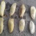 土芒果种子1000粒起定