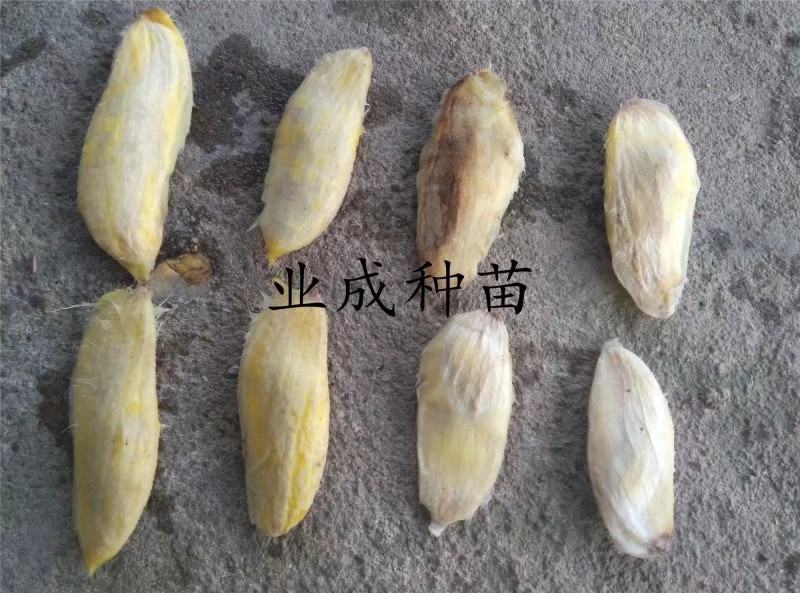 土芒果种子1000粒起定