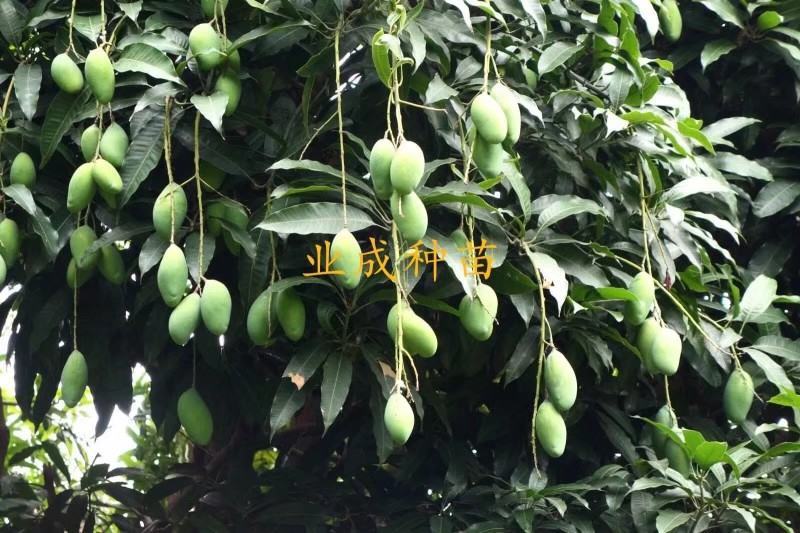 土芒果种子1000粒起定