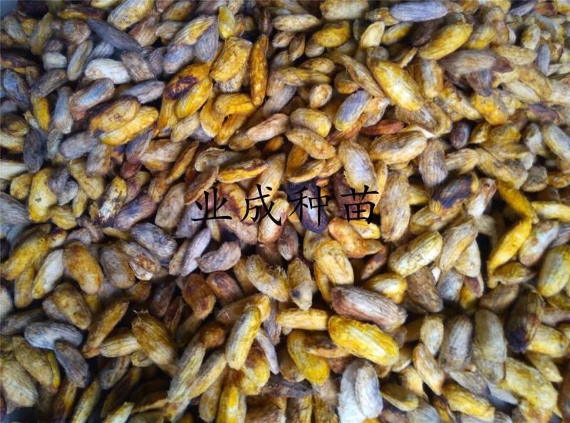 土芒果种子1000粒起定