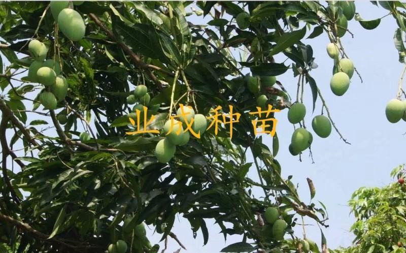 土芒果种子1000粒起定