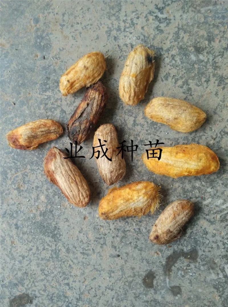 土芒果种子1000粒起定