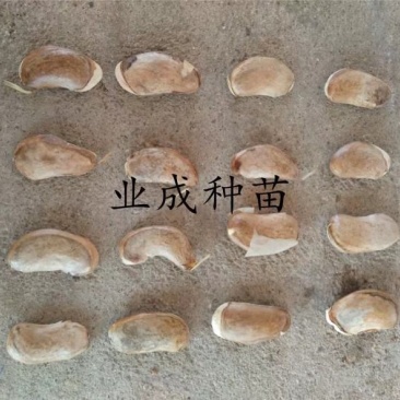 土芒果种子1000粒起定