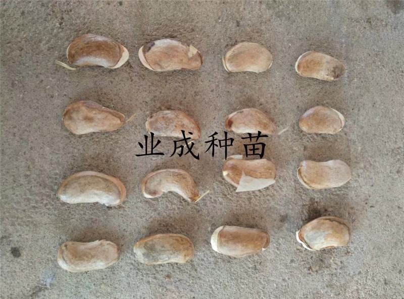 土芒果种子1000粒起定