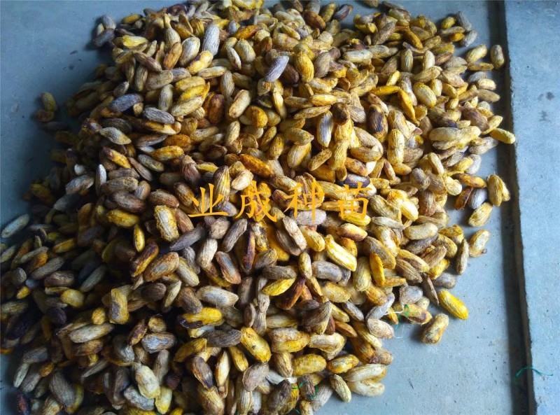 土芒果种子1000粒起定
