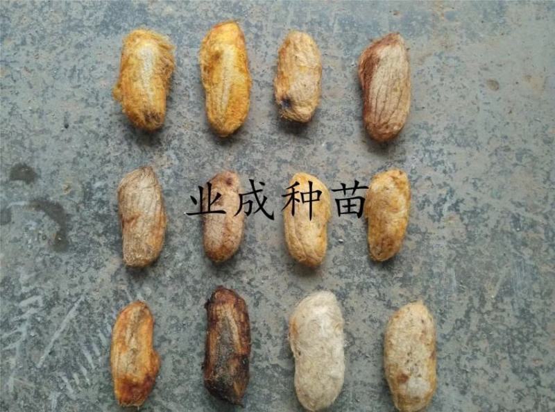 土芒果种子1000粒起定