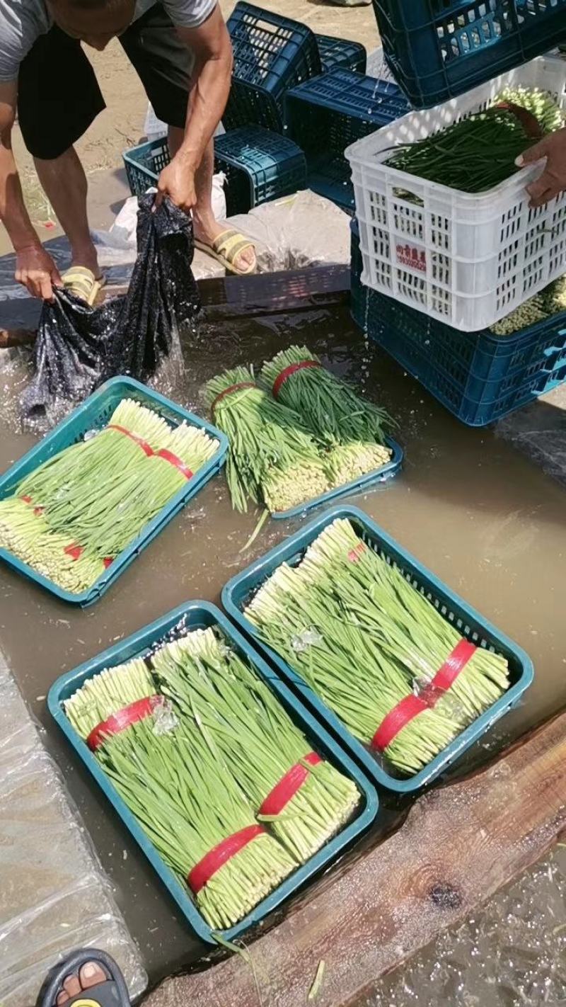 常年大量供应韭菜，有意者联系