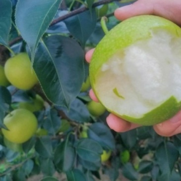 皇冠梨汁多味甜