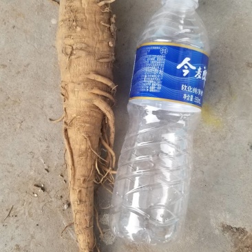 无硫白芷干货，40吨左右，货在山东，有需要联系