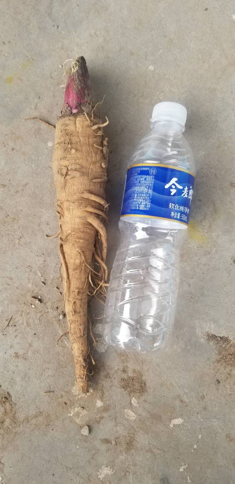 无硫白芷干货，40吨左右，货在山东，有需要联系