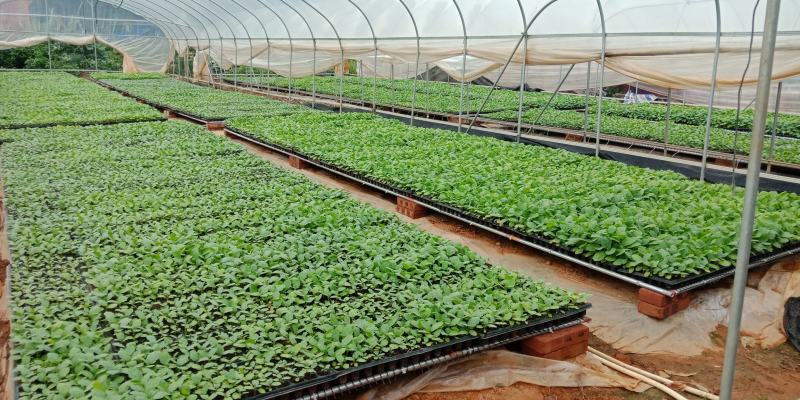 电白区正宗老千禧圣女果苗，，本着质量精，信誉第一为宗旨