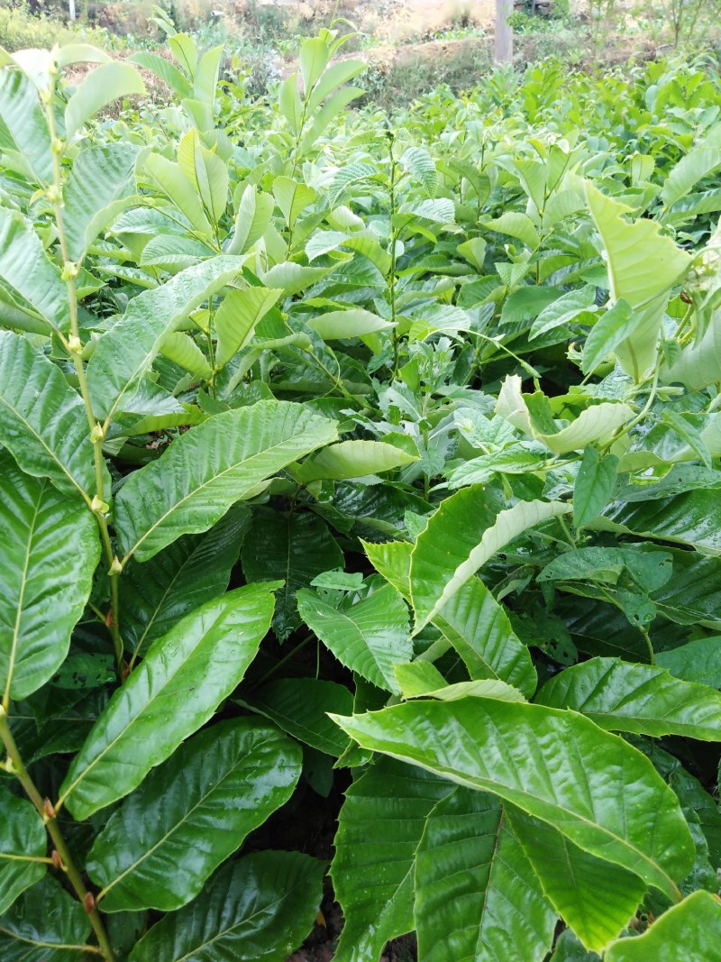 嫁接良种大红袍板栗苗农大一号板栗苗品种纯正产量高成活率高