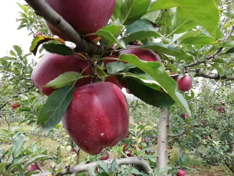 苹果甘肃礼县精品苹果红富士花牛，产地直销，量大从优
