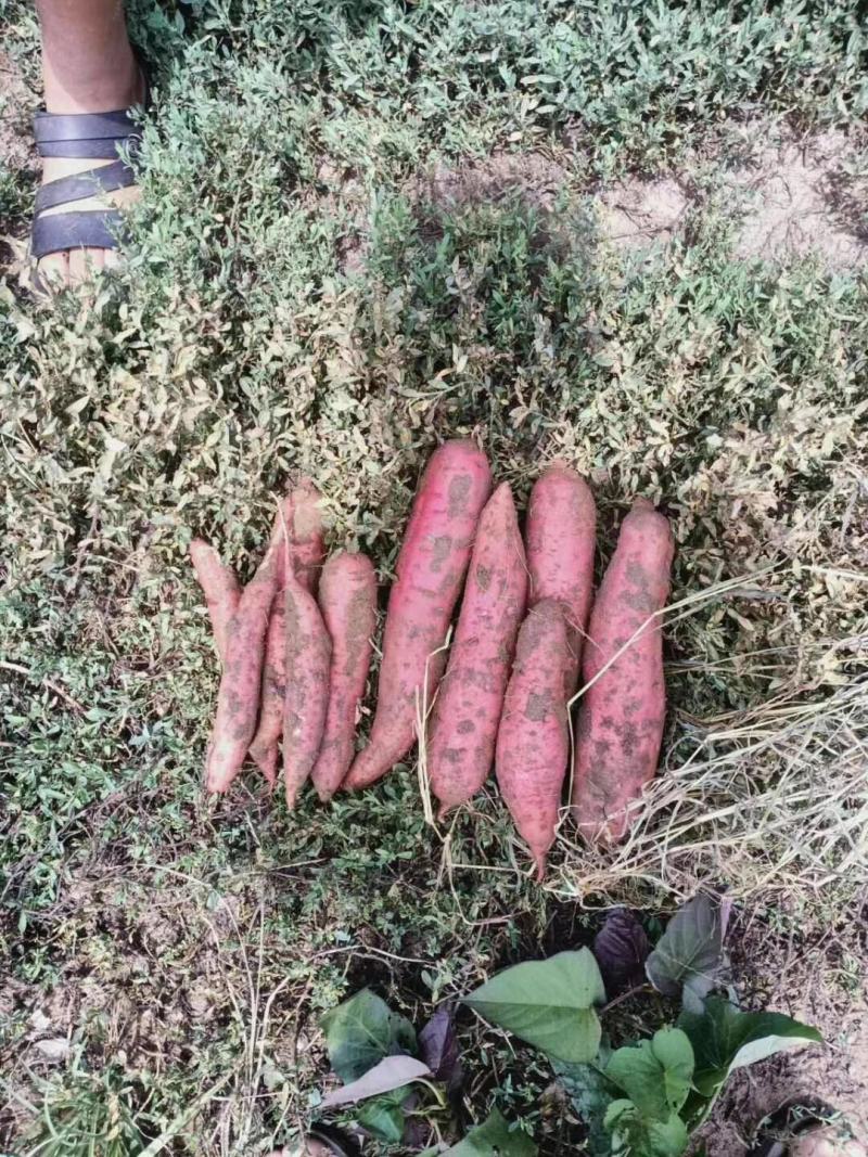 商薯19，不沾土，皮毛光亮，无虫眼，干面甜