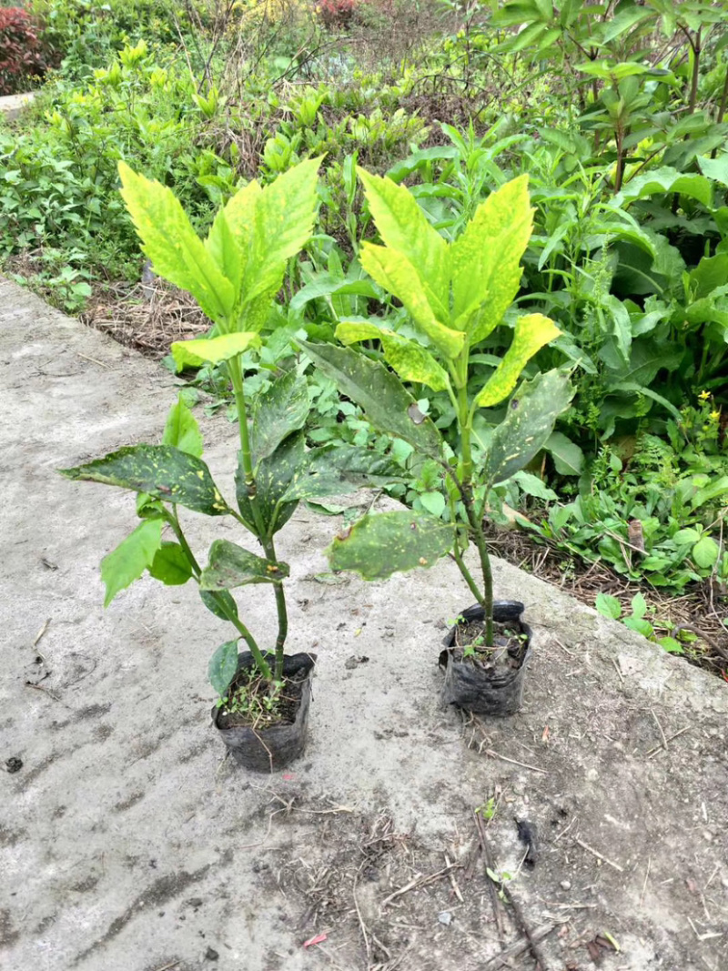 花叶青木种植户，洒金珊瑚工程货价格，花叶青木价格