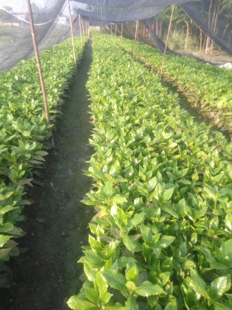 花叶青木种植户，洒金珊瑚工程货价格，花叶青木价格