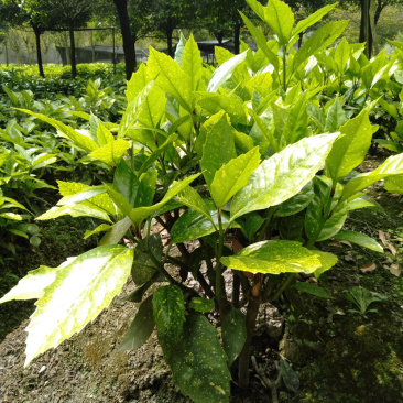 花叶青木种植户，洒金珊瑚工程货价格，花叶青木价格