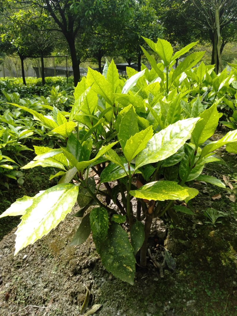 花叶青木种植户，洒金珊瑚工程货价格，花叶青木价格