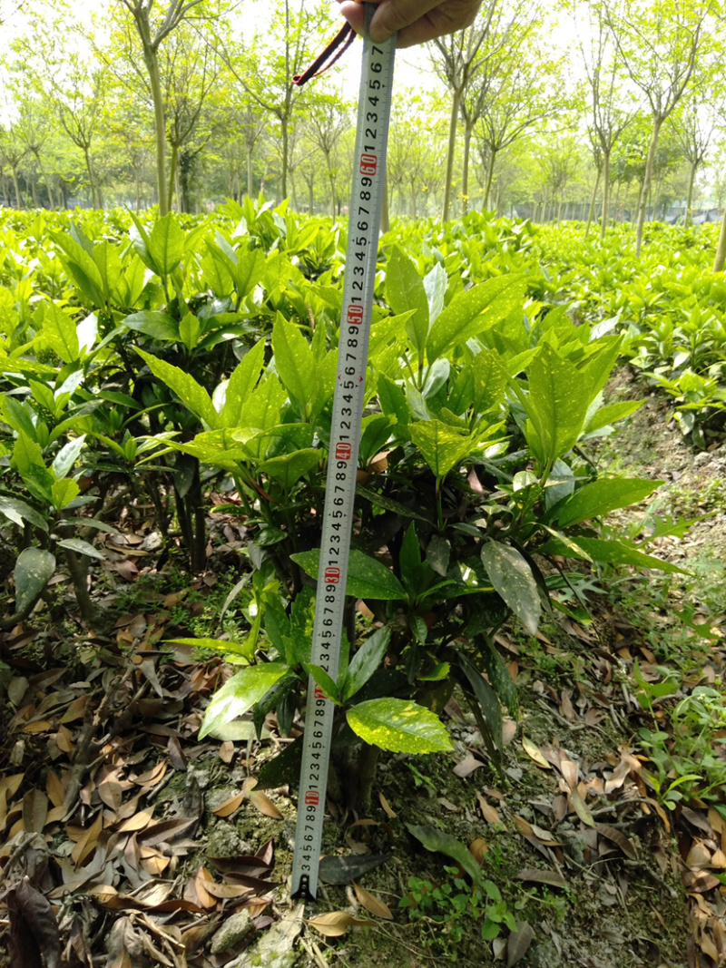 花叶青木种植户，洒金珊瑚工程货价格，花叶青木价格
