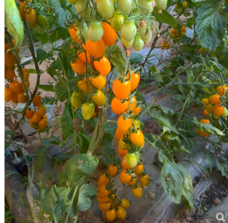 樱桃番茄种子黄色圣女果种子特色小番茄种子春晓