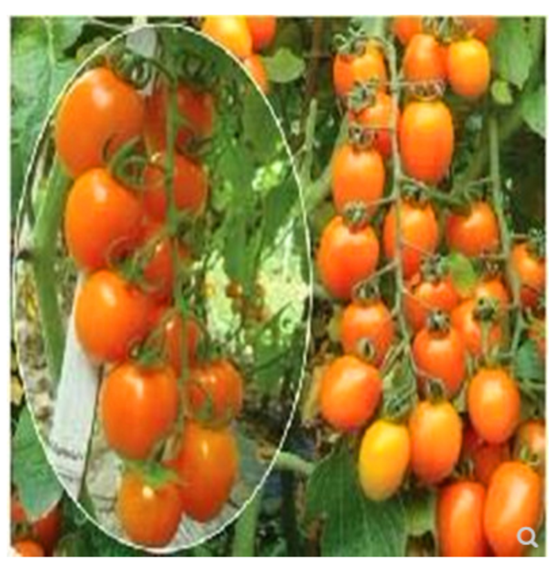 樱桃番茄种子黄色圣女果种子特色小番茄种子春晓