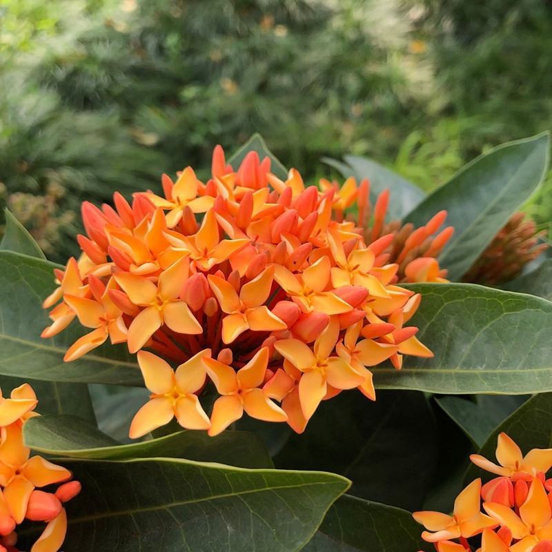 龙船花盆栽水绣球白日红仙丹花英丹四季开花多年生木本植物花