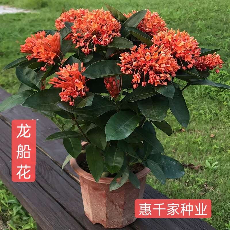 龙船花盆栽水绣球白日红仙丹花英丹四季开花多年生木本植物花