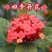 龙船花盆栽水绣球白日红仙丹花英丹四季开花多年生木本植物花