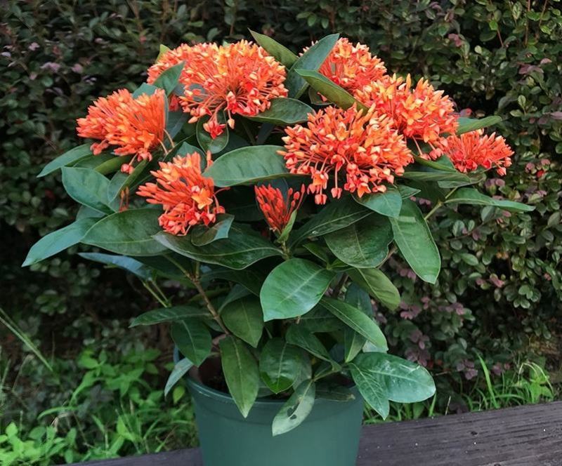 龙船花盆栽水绣球白日红仙丹花英丹四季开花多年生木本植物花