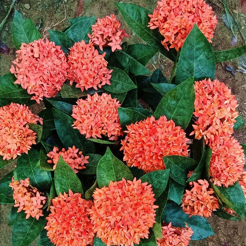 龙船花盆栽水绣球白日红仙丹花英丹四季开花多年生木本植物花