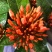 龙船花盆栽水绣球白日红仙丹花英丹四季开花多年生木本植物花