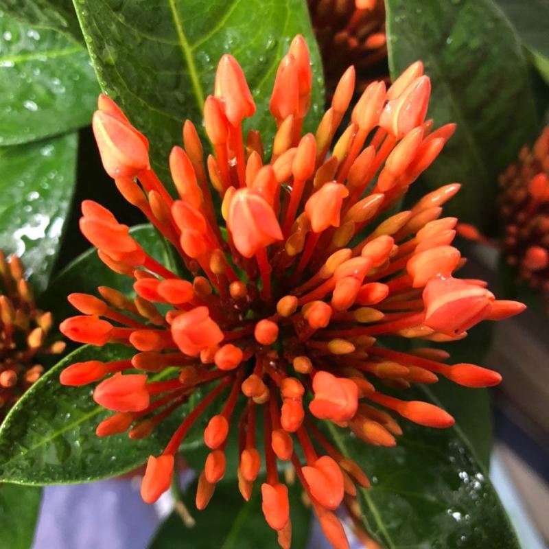 龙船花盆栽水绣球白日红仙丹花英丹四季开花多年生木本植物花